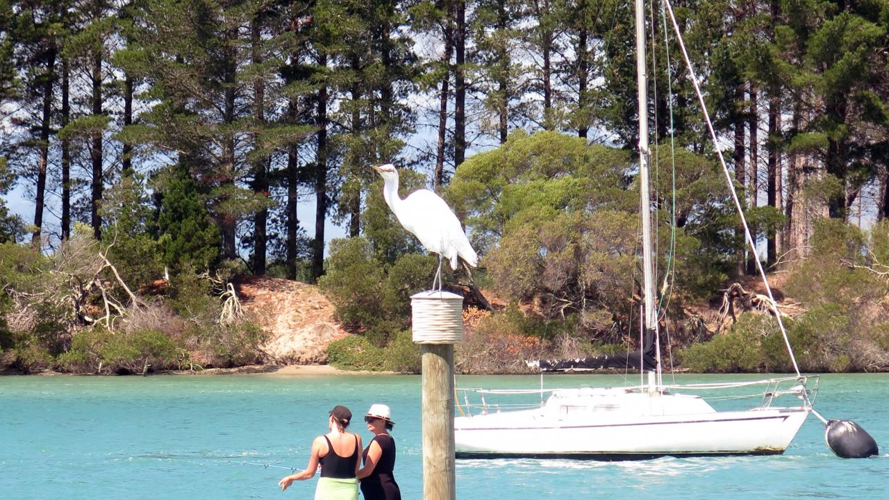 Birdlife abounds at wharf area at Mapua