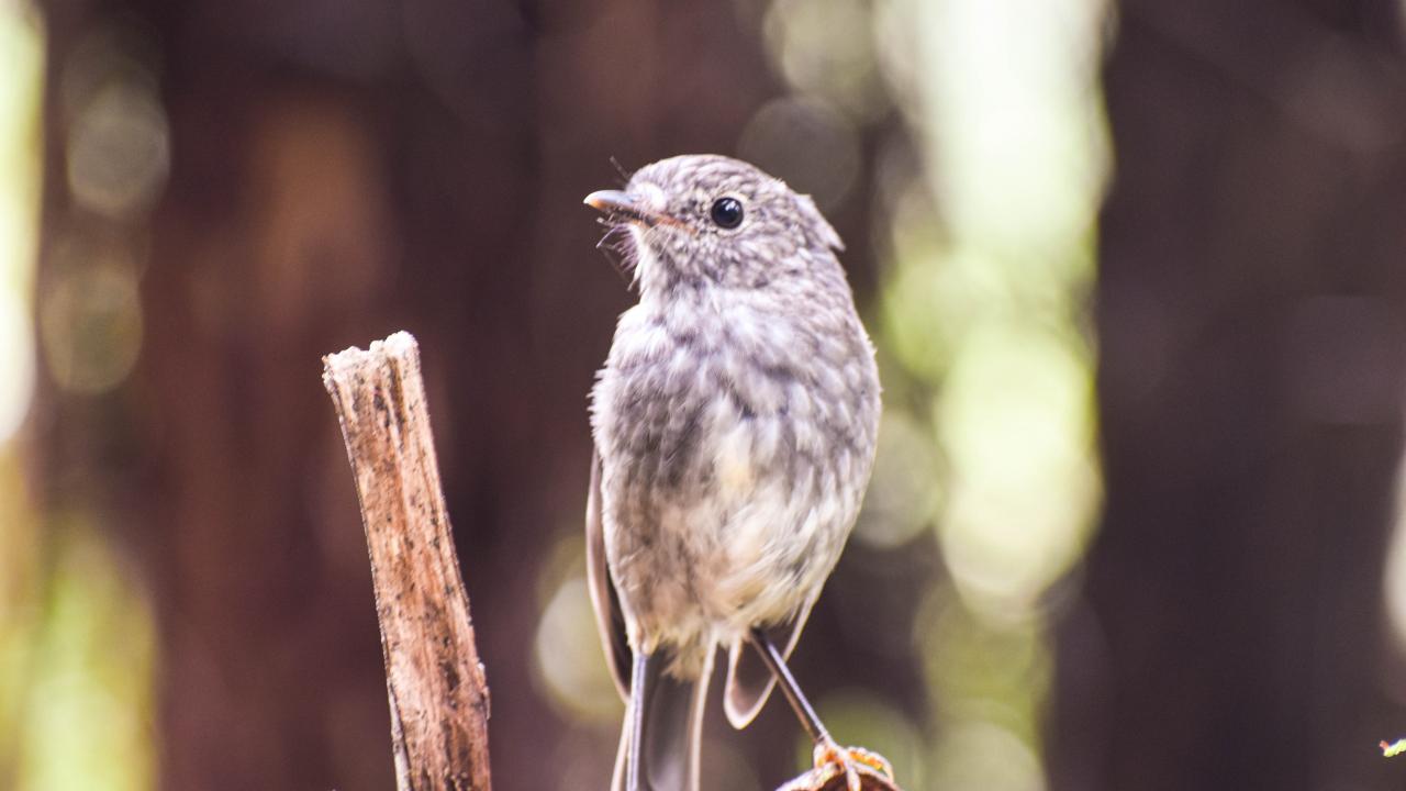 Wildlife on Bridge to Nowhere Walk