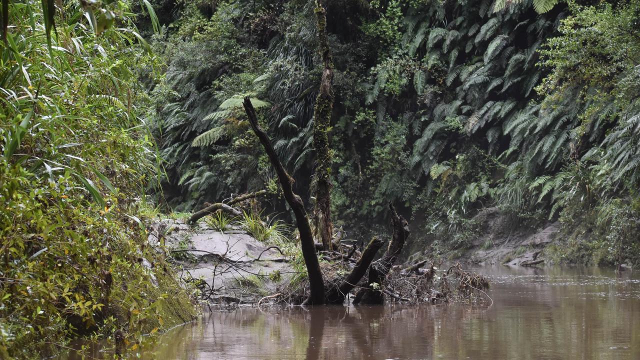 Sidestream in Whanganui National Park