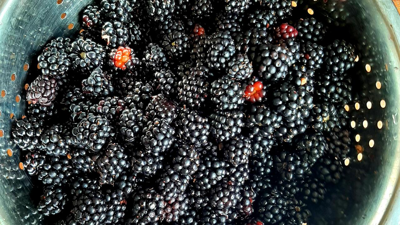 Blackberries ready to be made into jams at our Jam-Making Workshop.