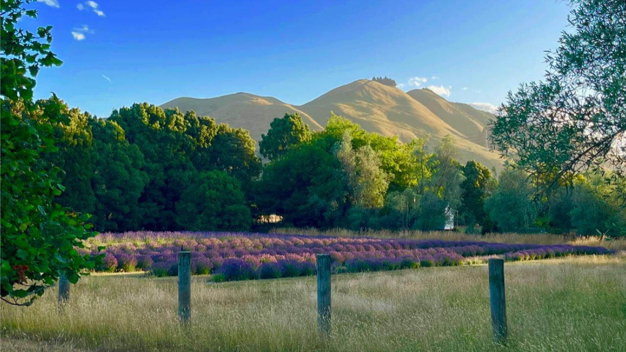 Award Winning Lavender, Quail Farm
