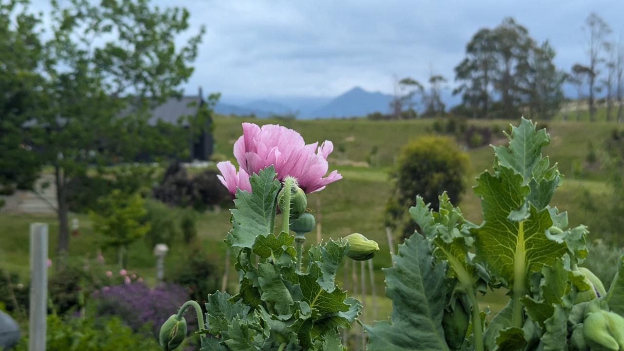 Garden towards Kahurangi National Park