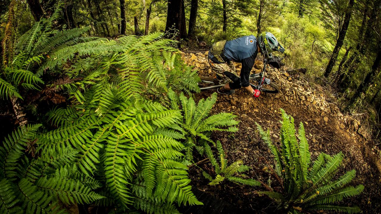 Stunning native forest.