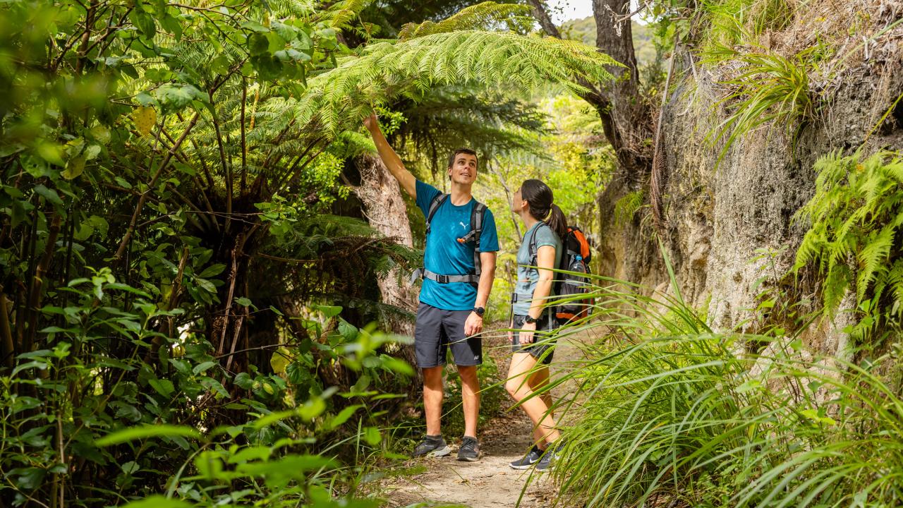 Abel Tasman Coast Track rainforest