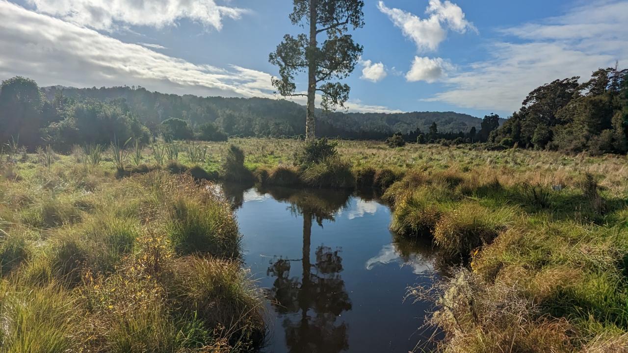 Paparoa National Park, tree scene