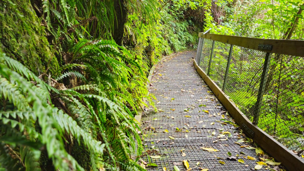 Embrace nature on a self-guided walk on our well maintained walking tracks. 