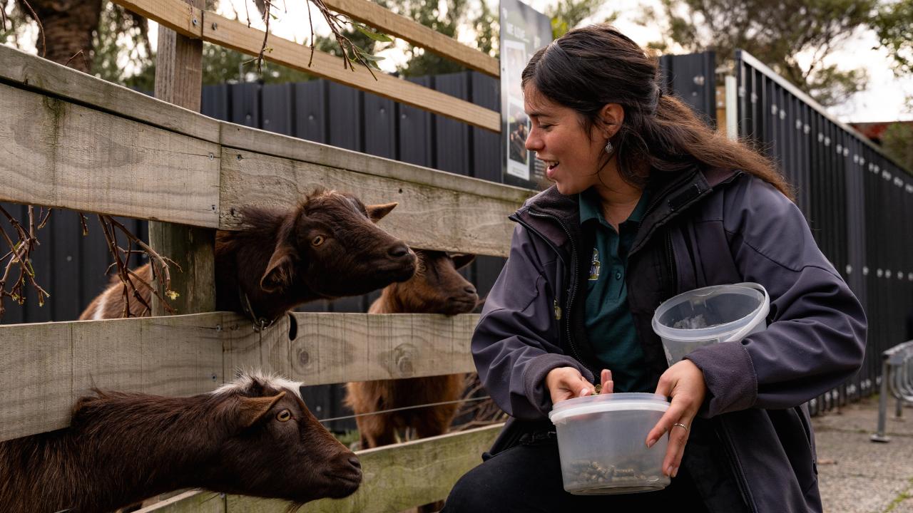 Daily goat feeding