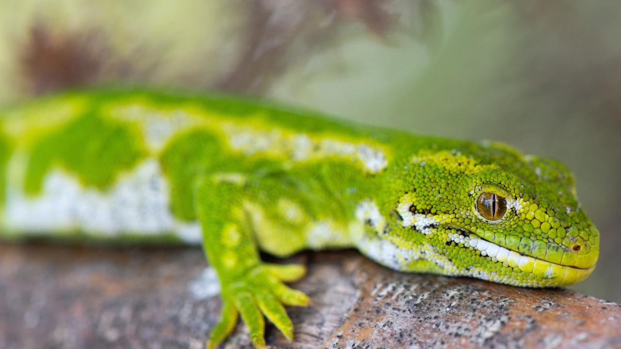 Gecko