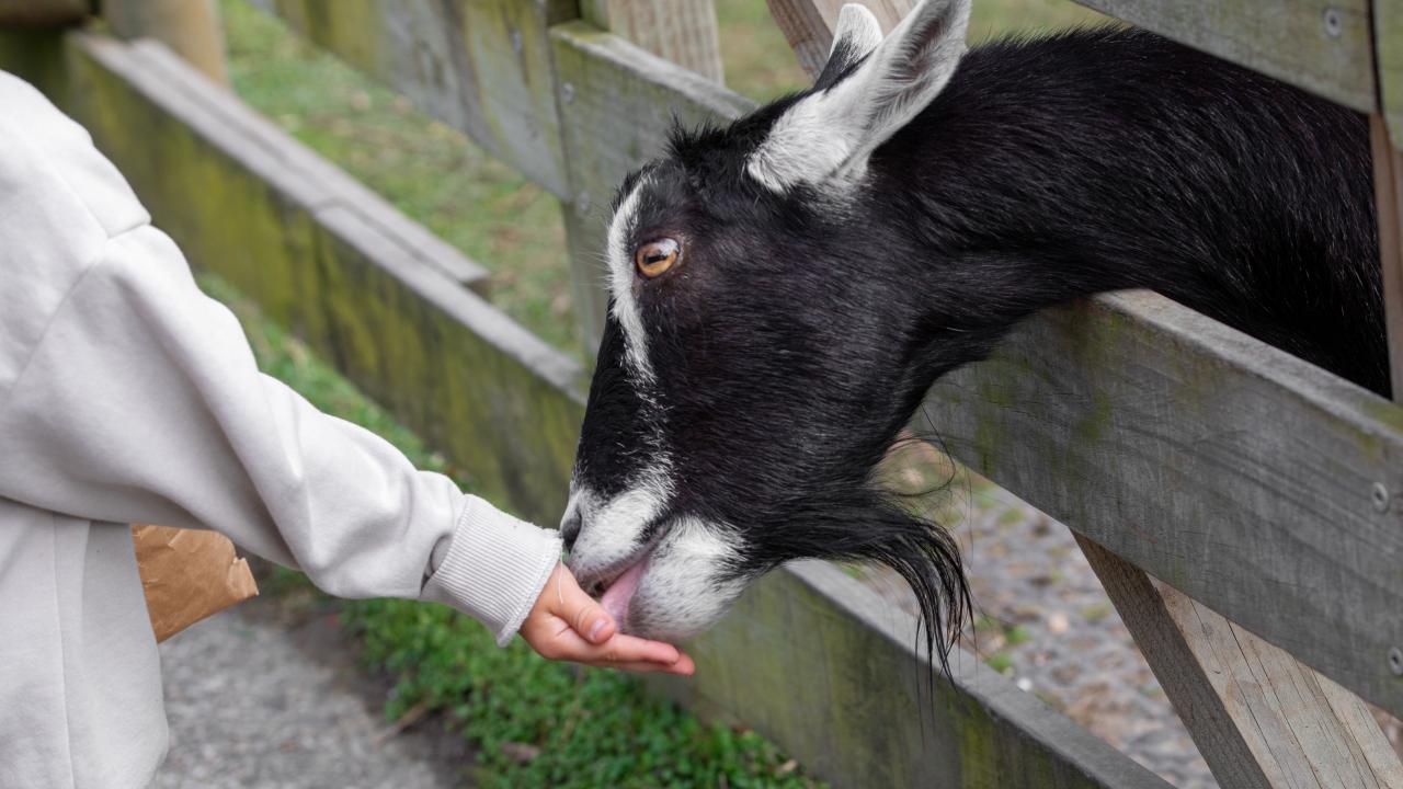 Everyone can feed the goats