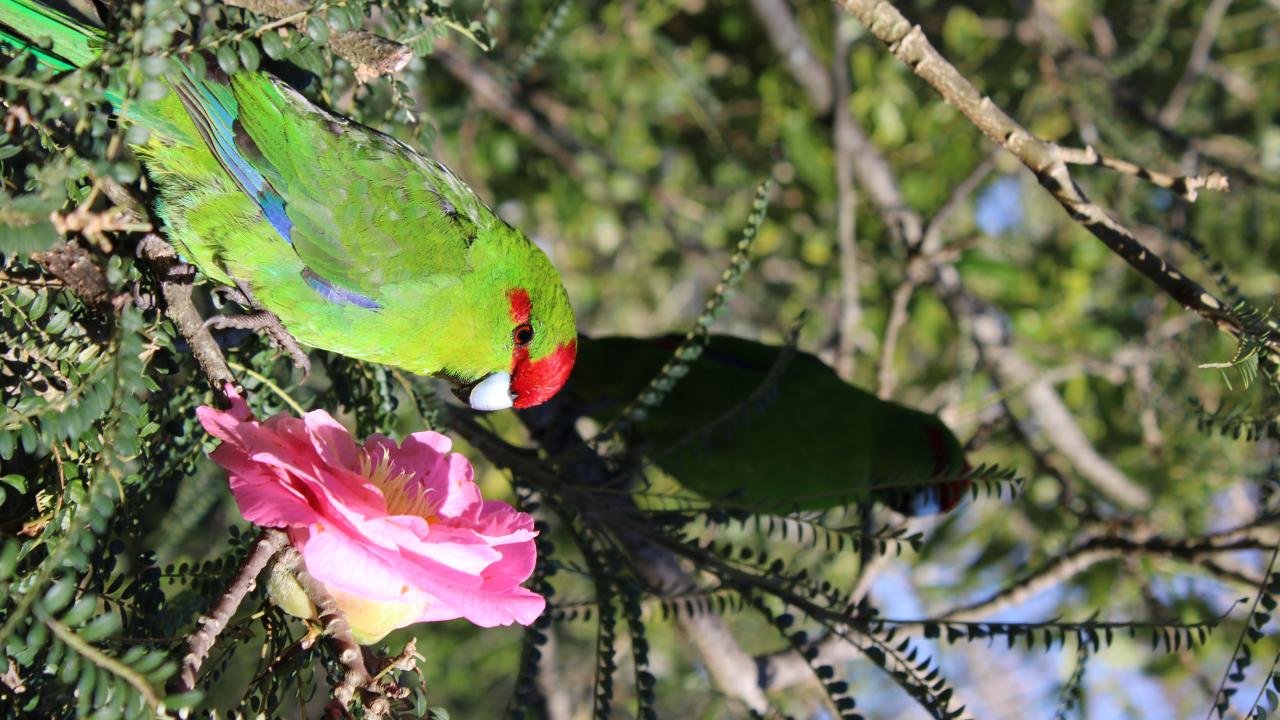 Red-Crowned Kakariki