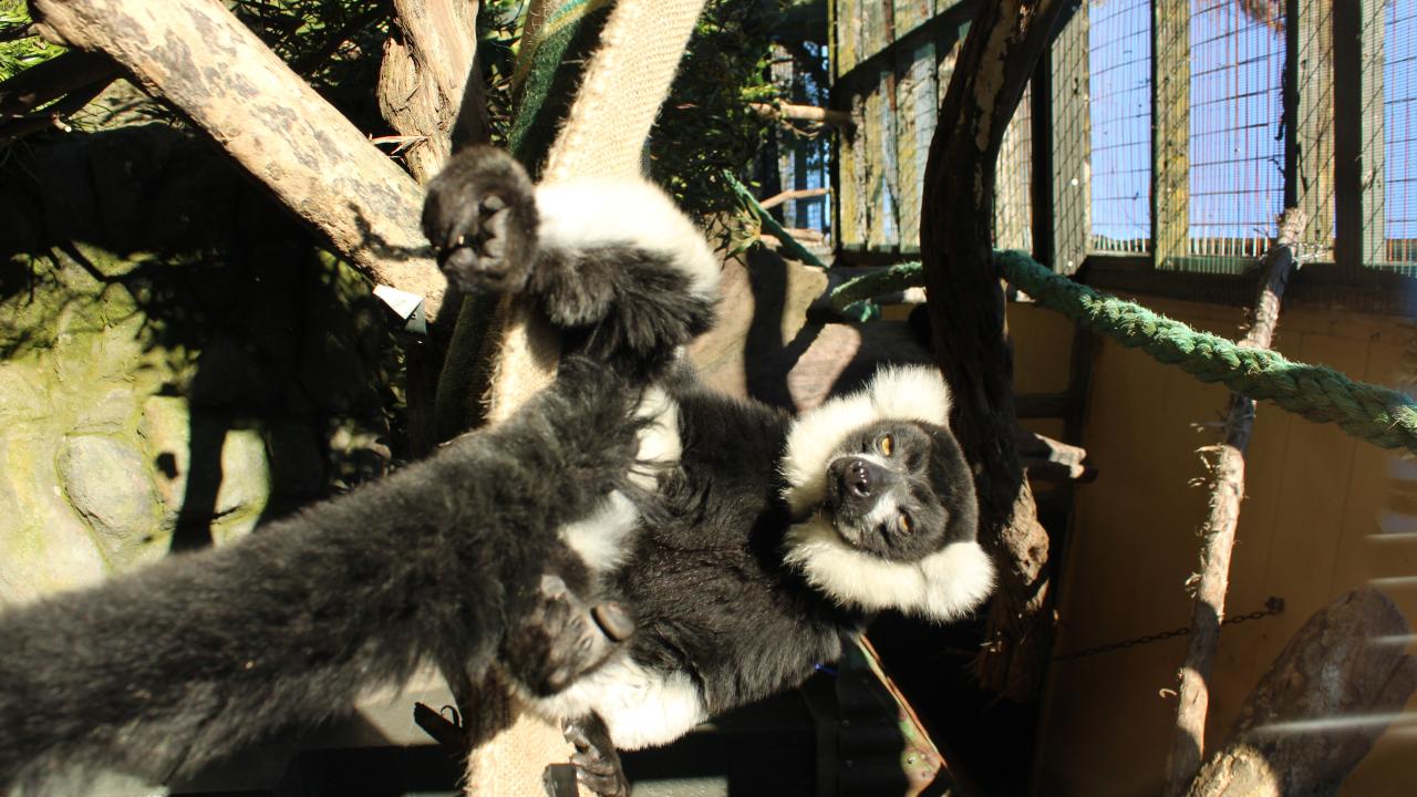 Black and White Ruffed Lemur