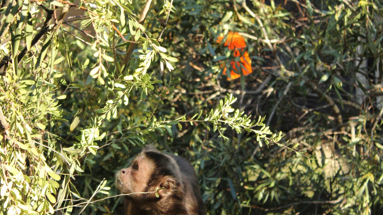 Tufted Capuchin