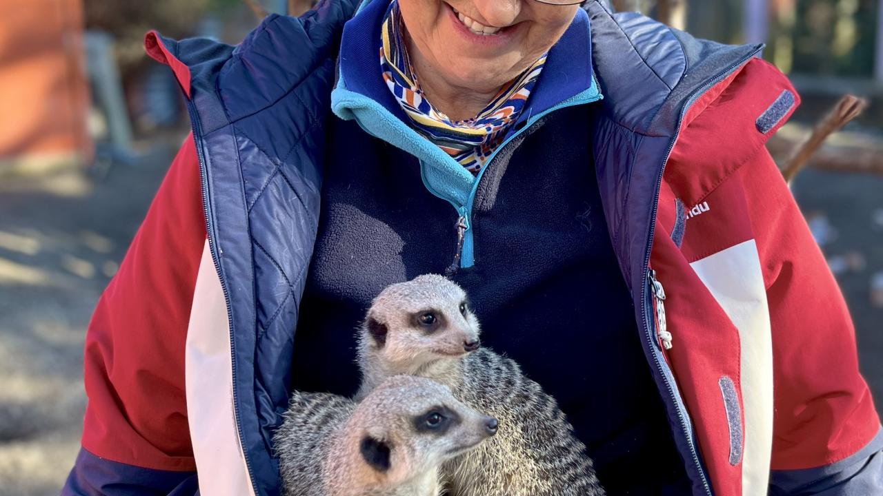 Meet a Meerkat