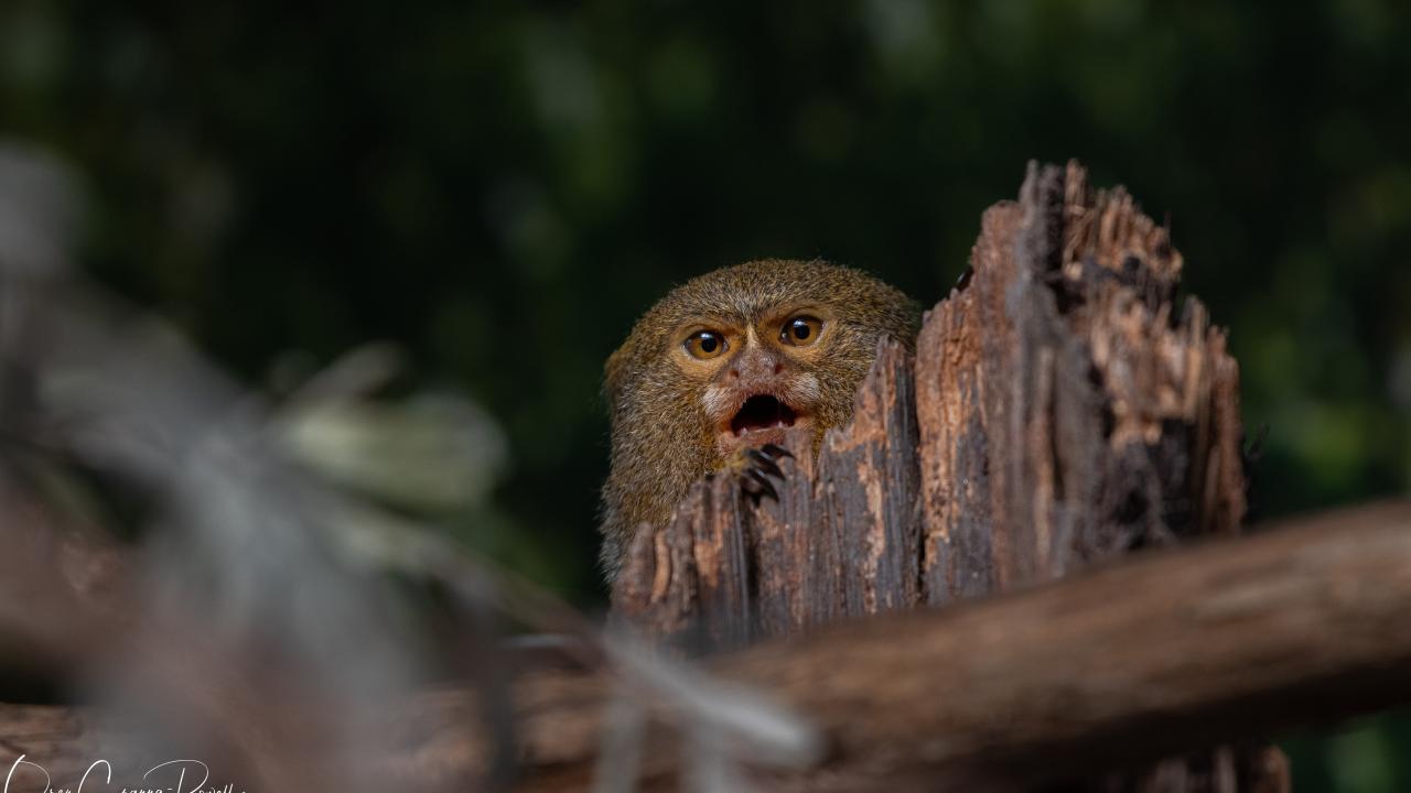 Pygmy Marmoset