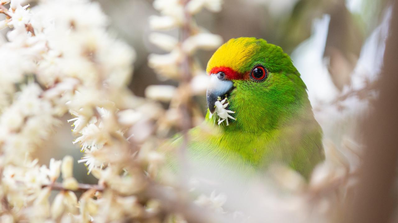 Yellow-Crowned Kakariki