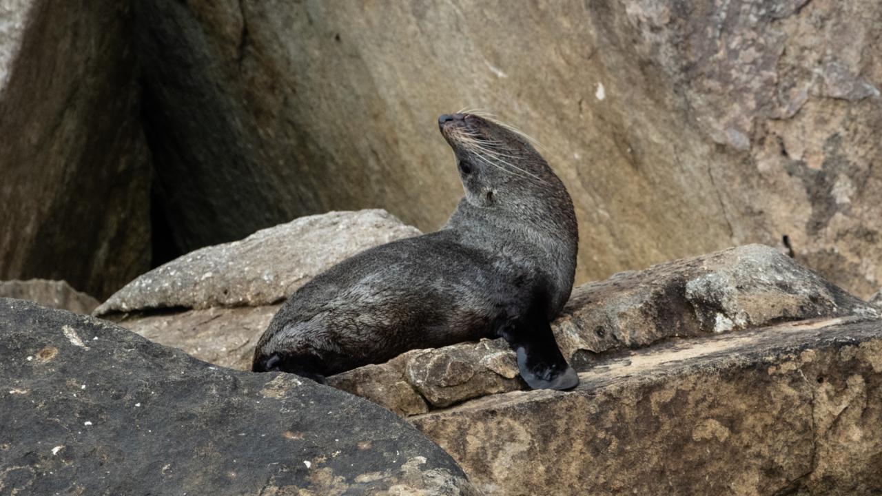 New Zealand Fur Seals