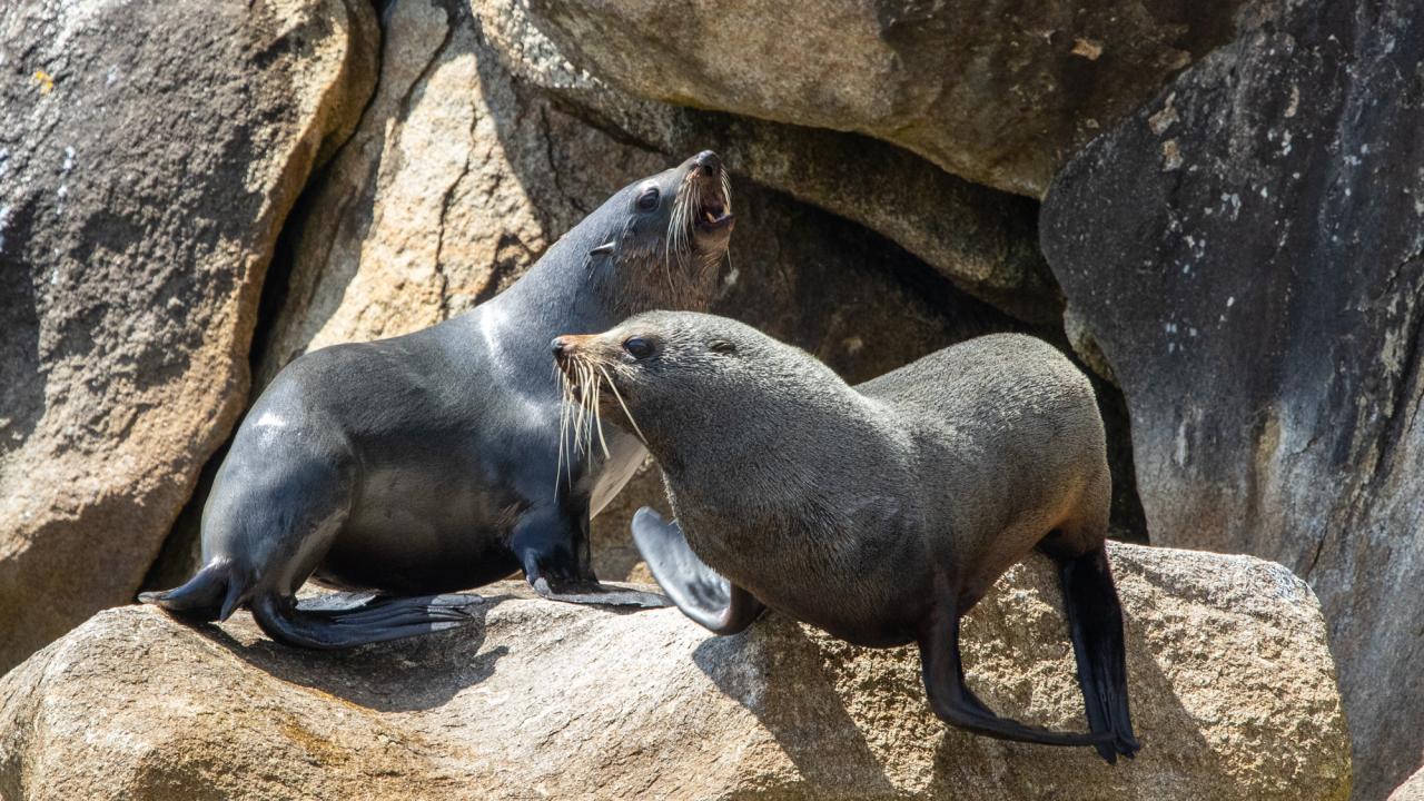 Seals at Adele Island