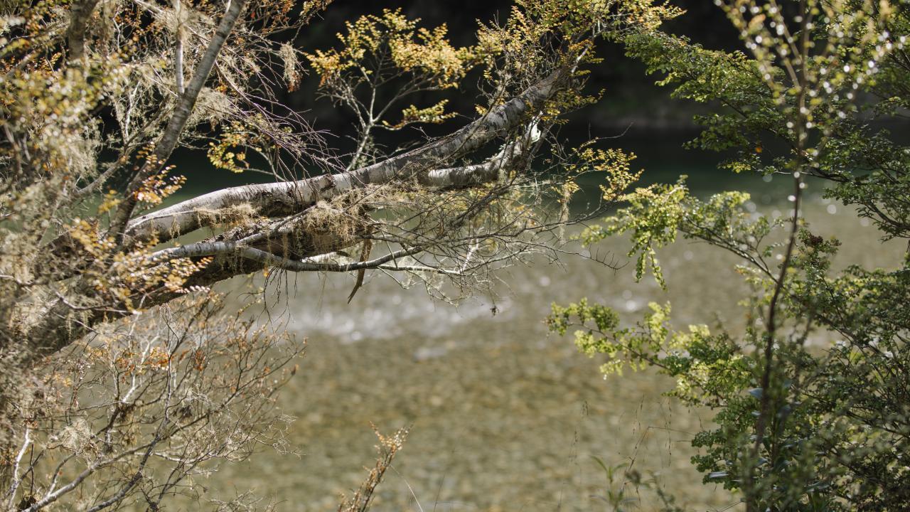 River of Maruia River Retreat