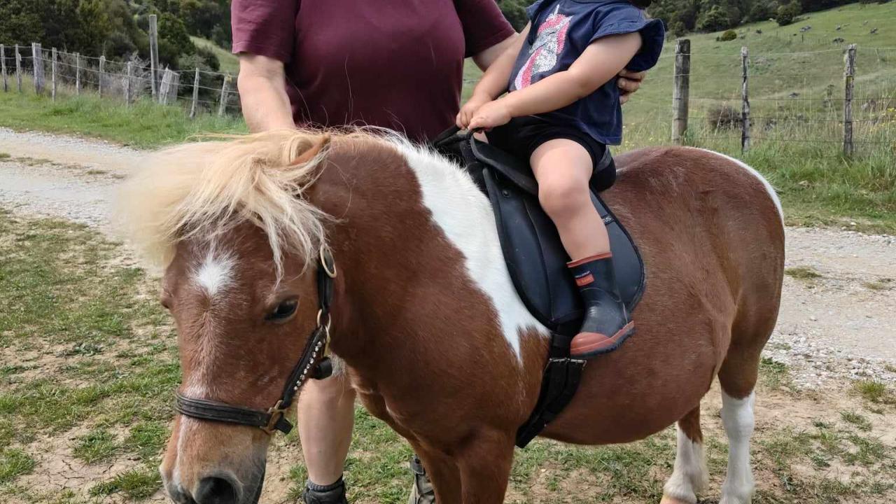 Miniature pony rides for toddlers
