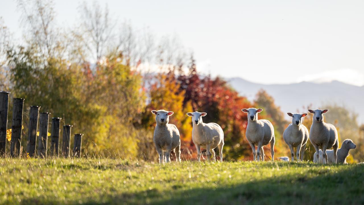 Vines, sheep and mountain views at Able