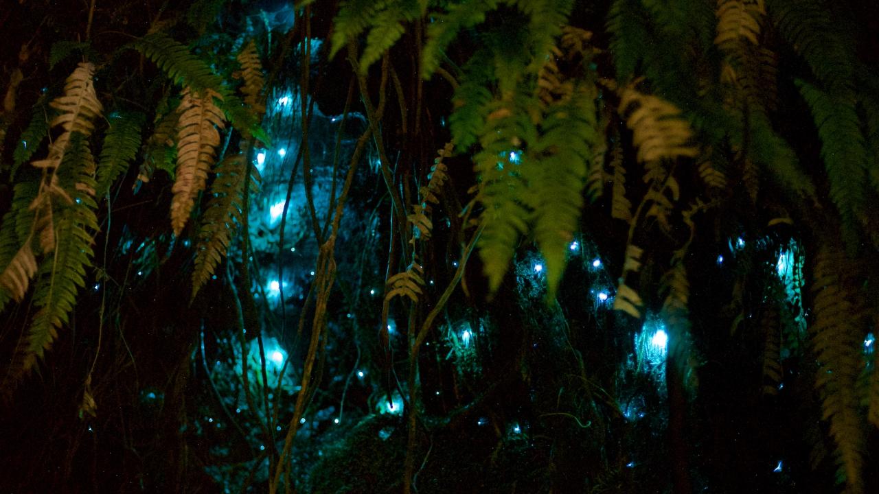Glowworms