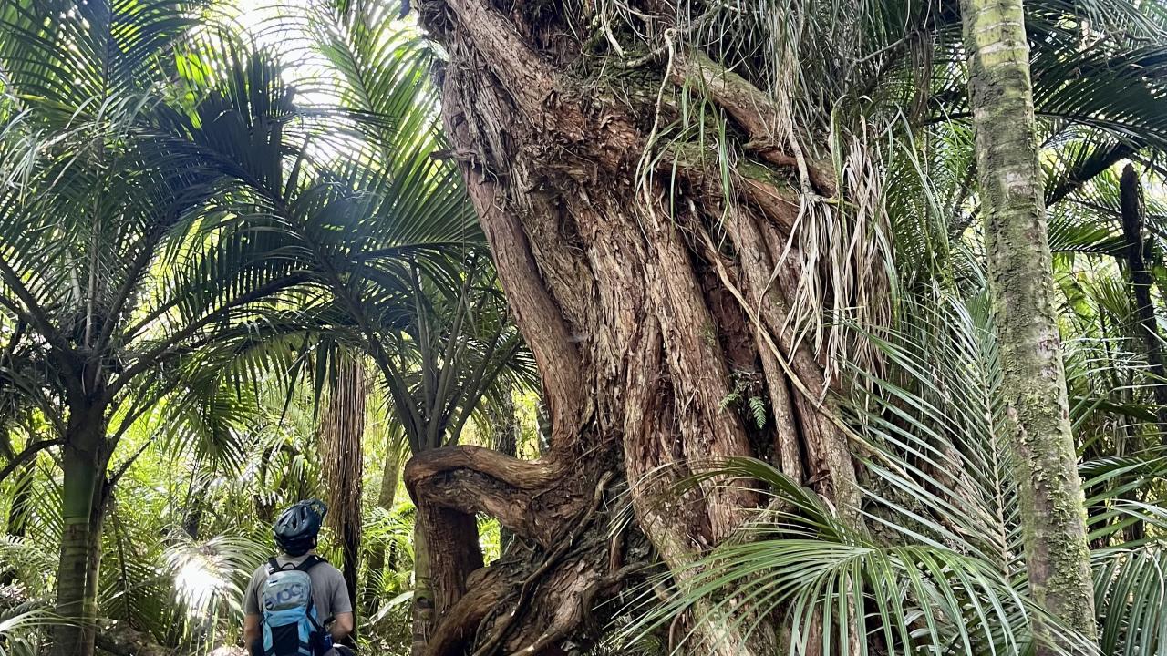 Explore the Wild West coast on the Heaphy Track