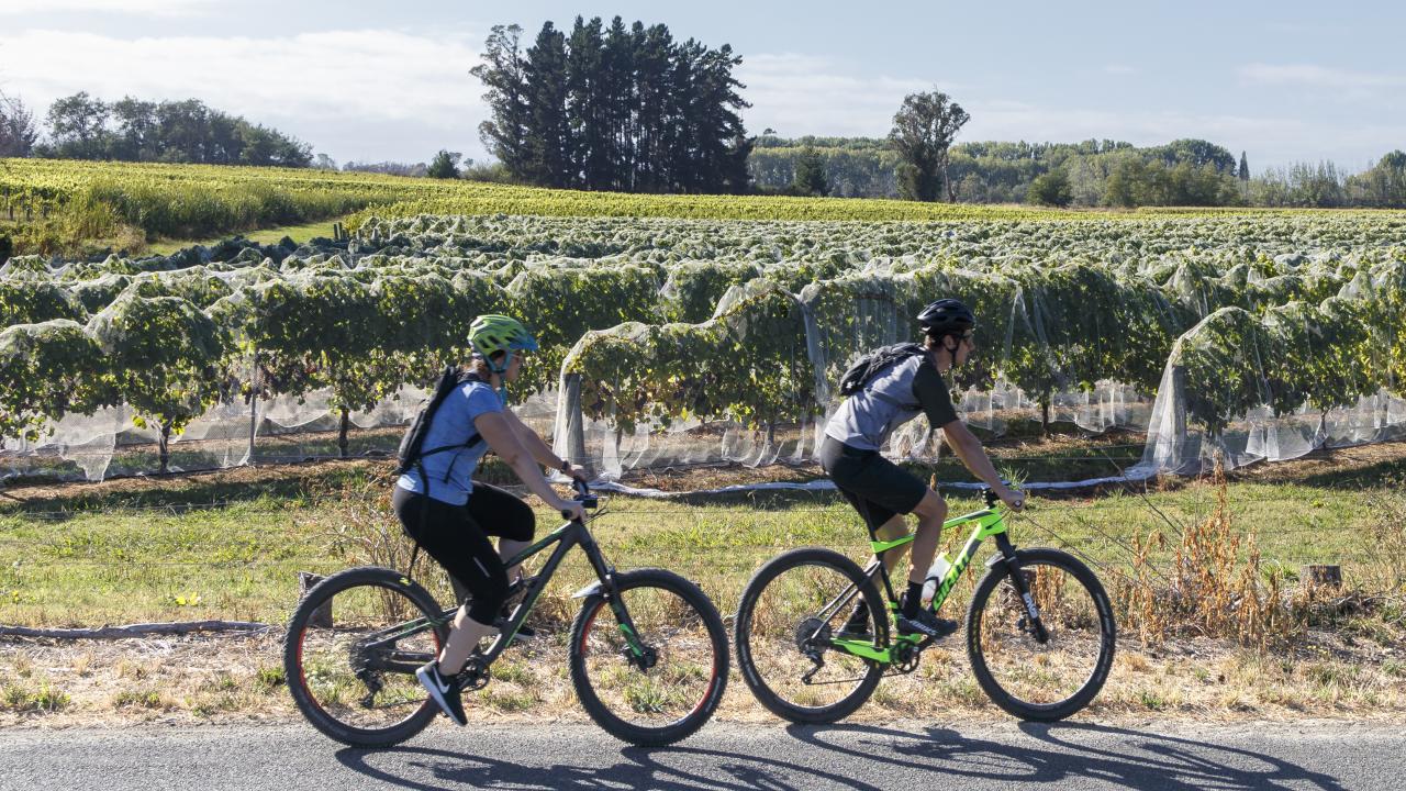 Cycling through vineyards
