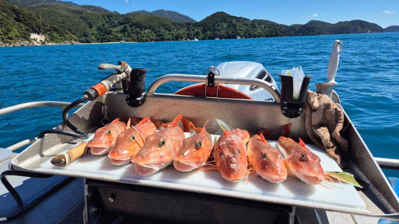 Gurnard