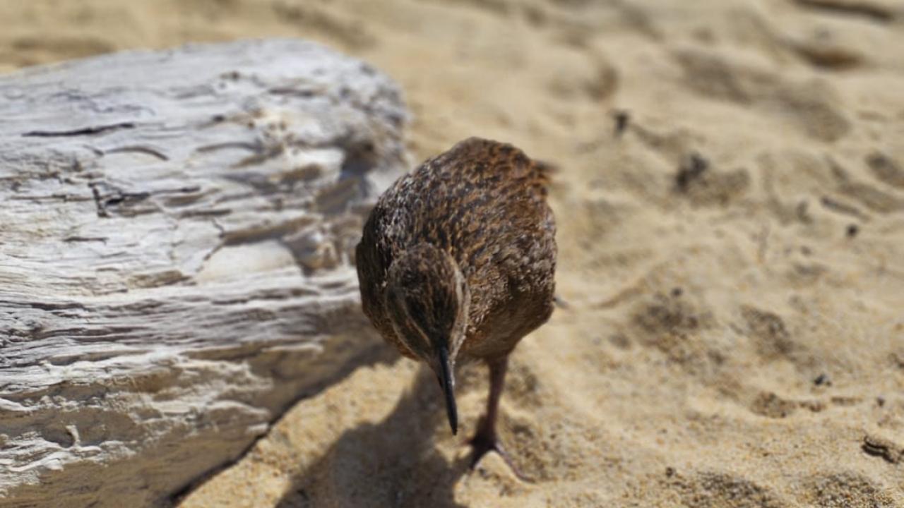 Weka