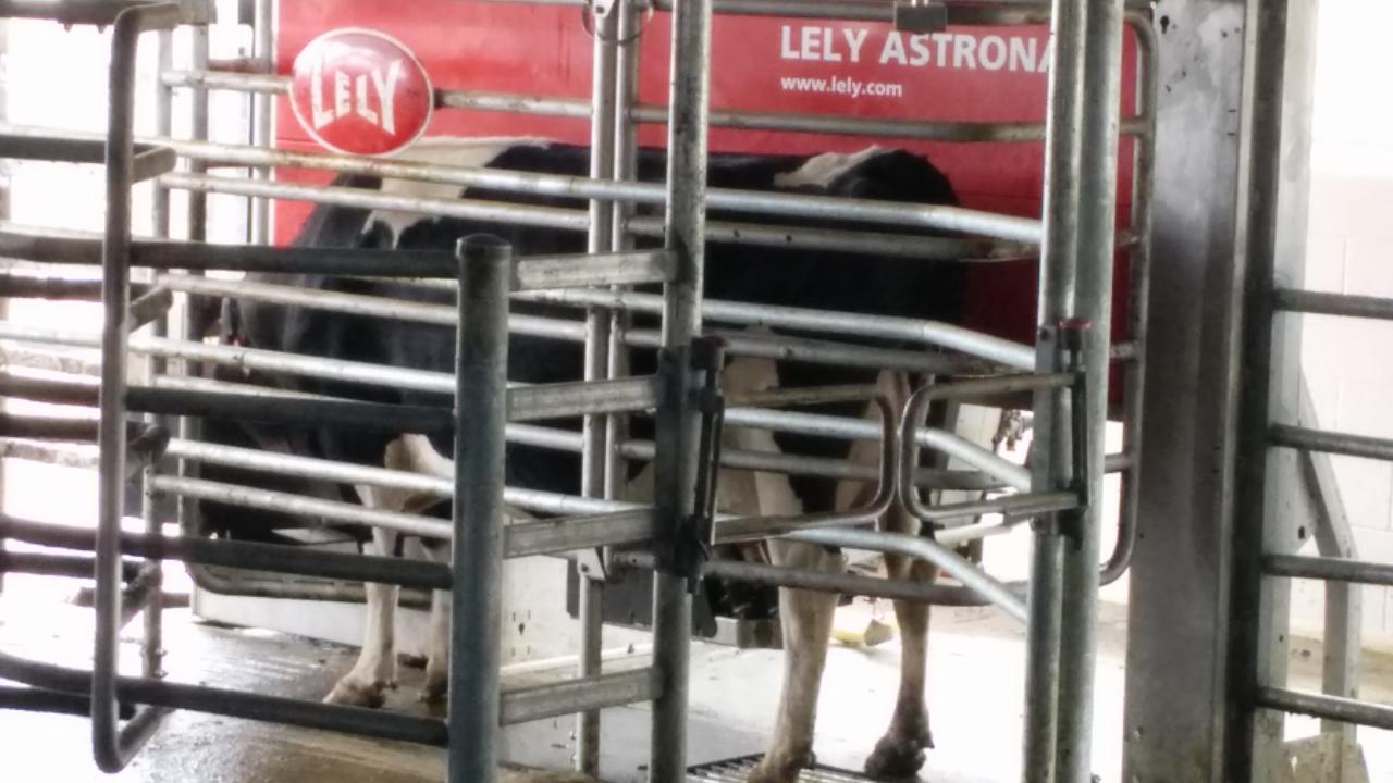 Robotic Dairy Farm Tours Manawatu Manawatū & Palmerston North