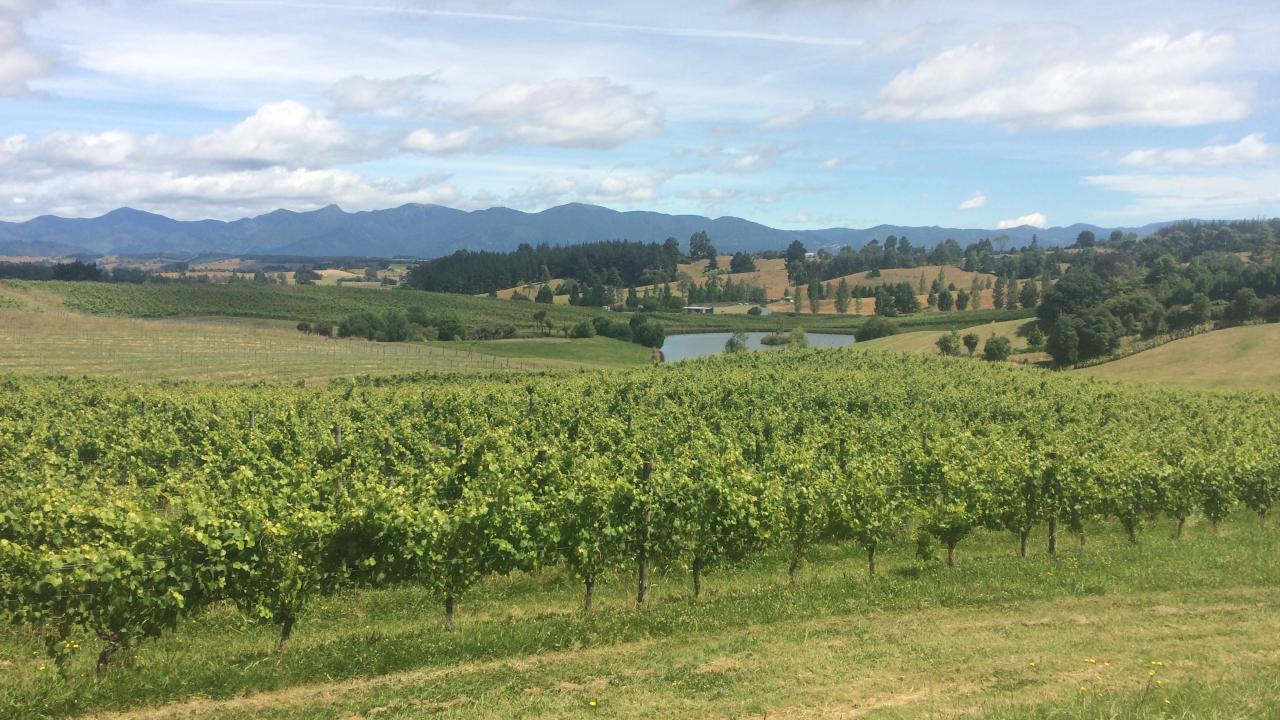 Daily wine tours Nelson and Marlborough.