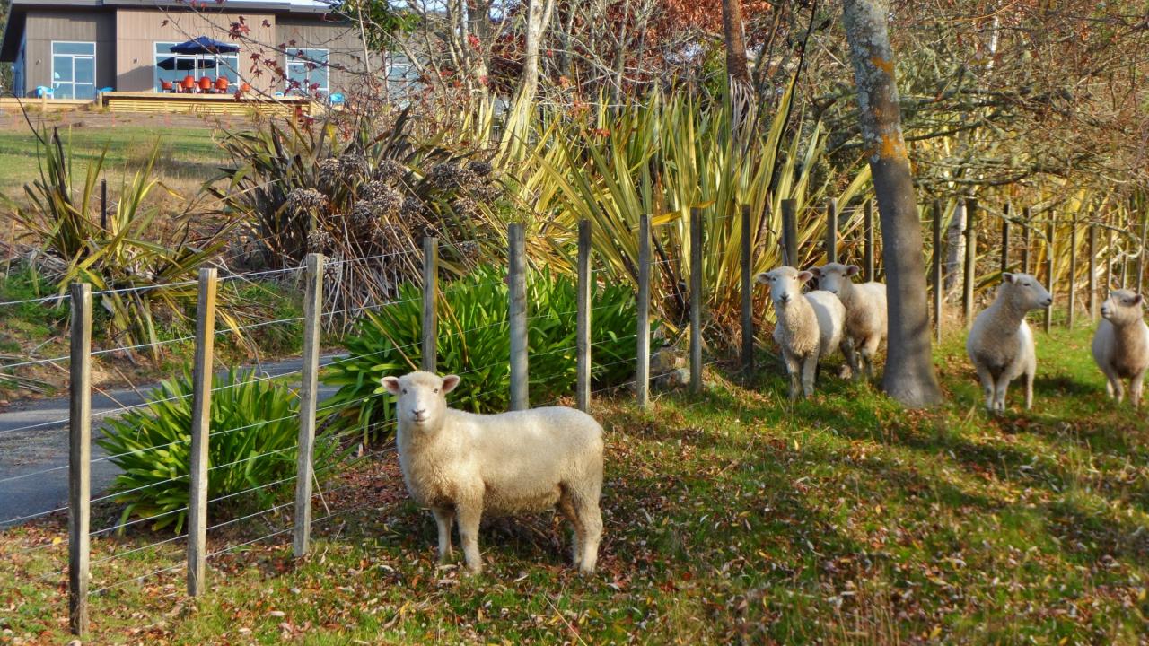 Copper Gate on 7 beautiful acres. Handfeedable sheep.