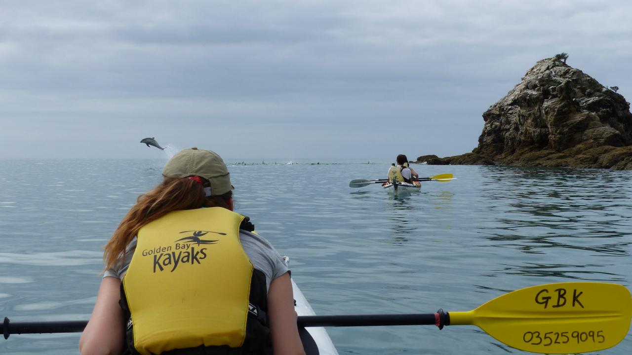 Dolphins having fun-#Abel Tasman #tatabeach #goldenbay