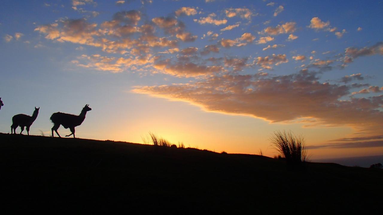 Llama sunset 3.12MB (1280x960).jpg