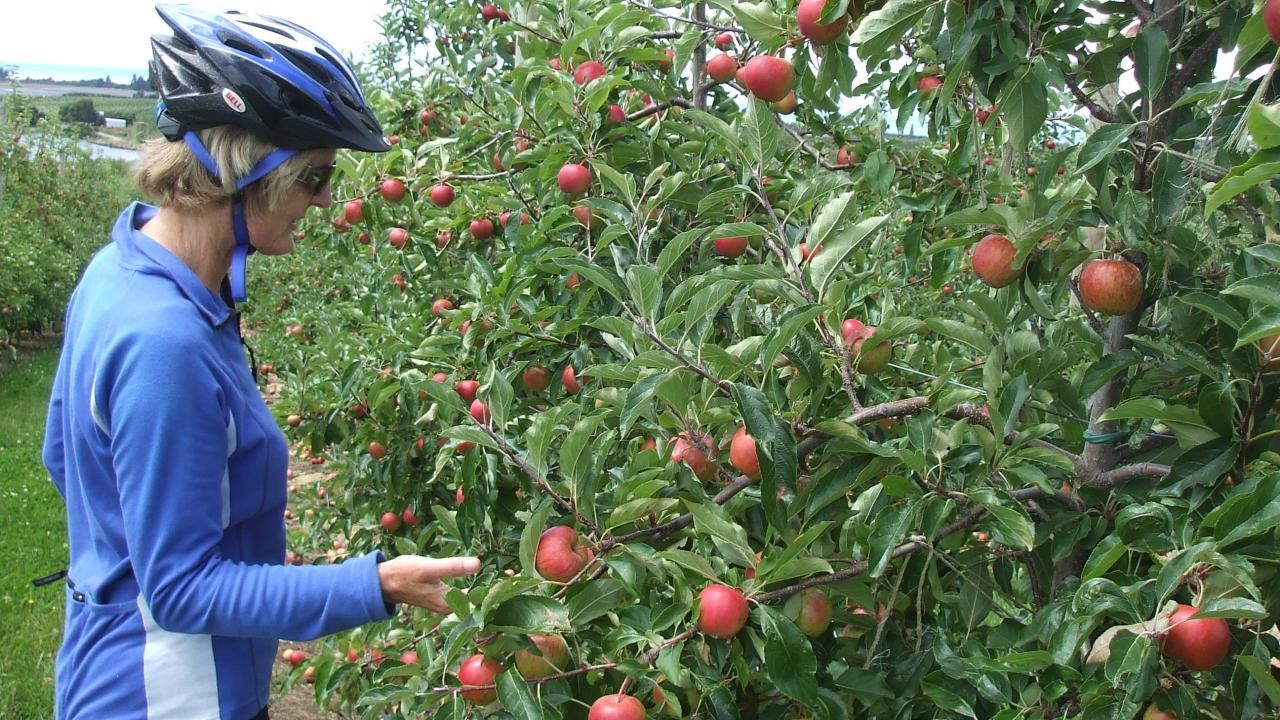 Apples on the Great Taste Trail