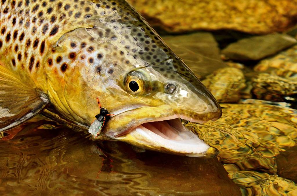 New Zealand wild brown trout