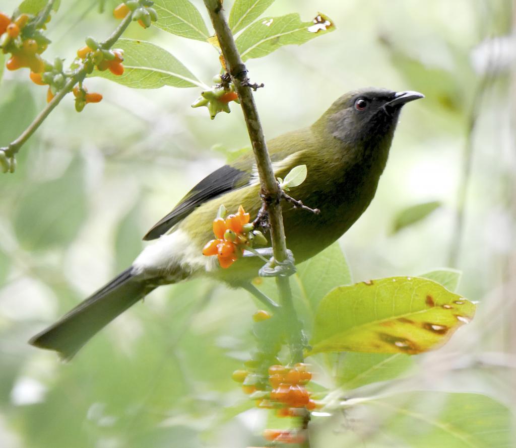 Bellbird singing in the trees 
