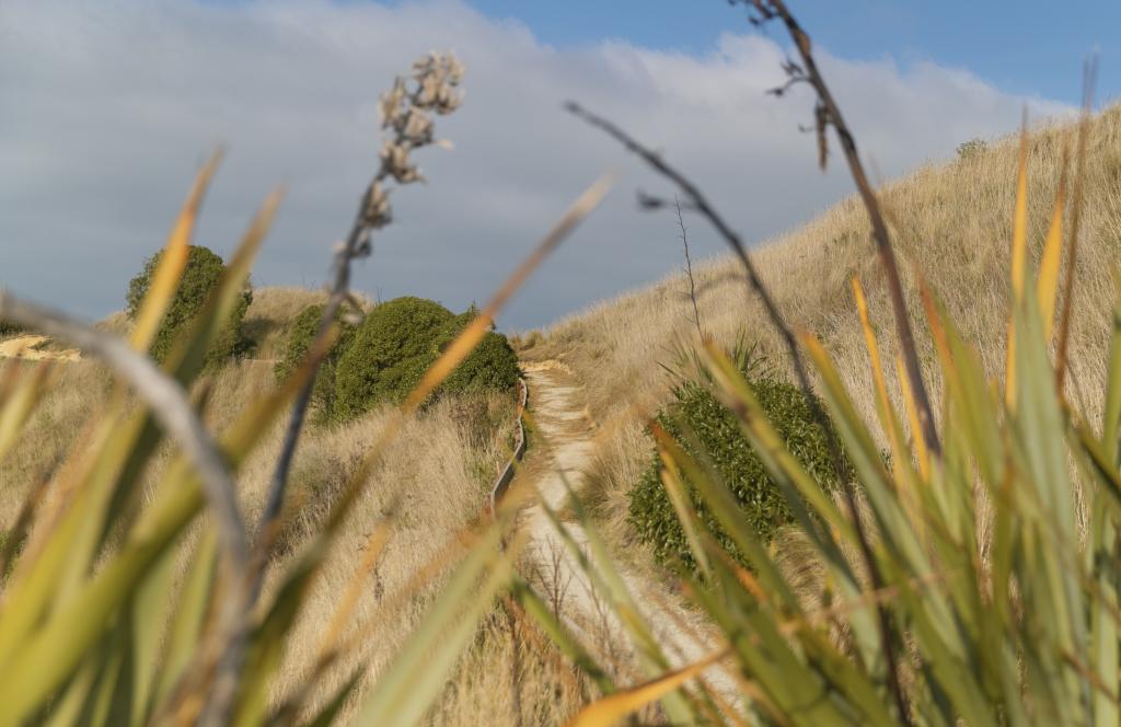 Karitāne Māori Tours
