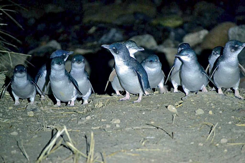 Blue Penguins Pukekura