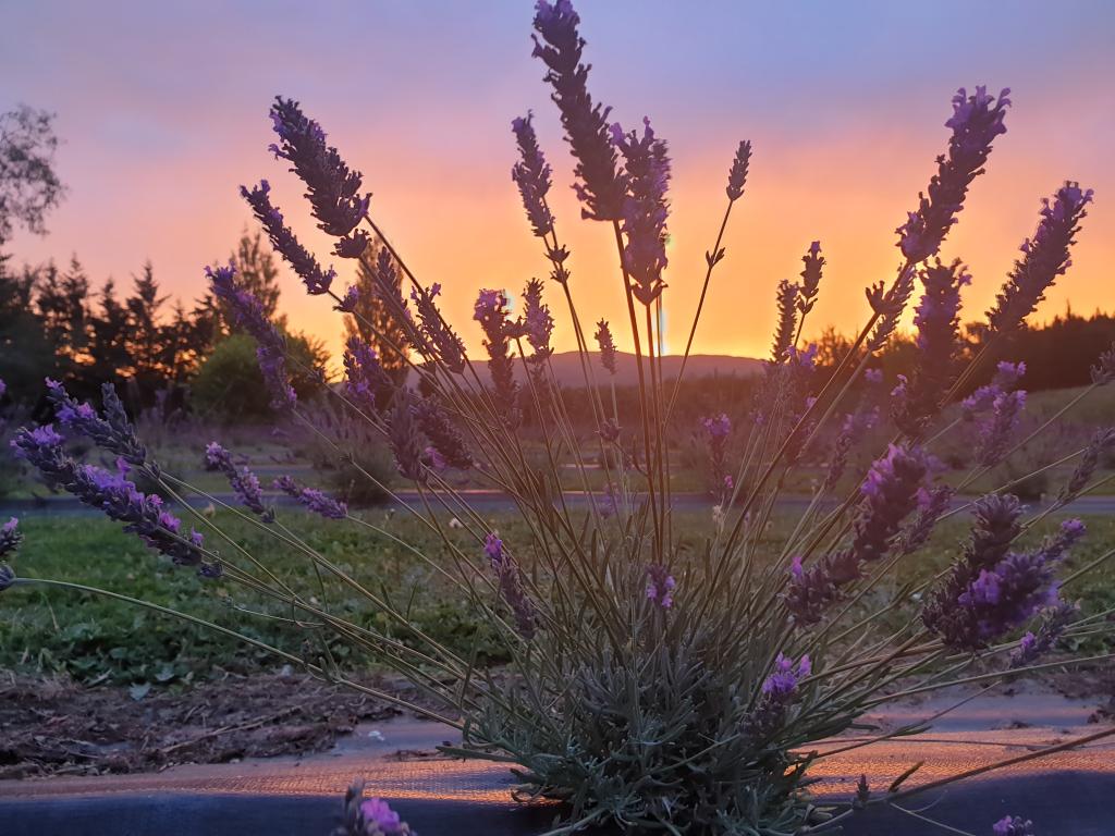 Lavender Row Farm