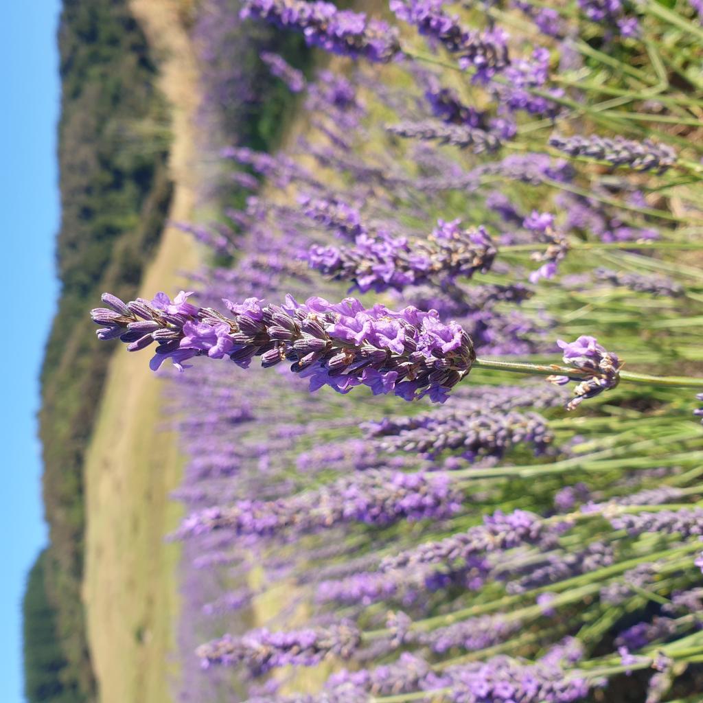 Lavender Row Farm