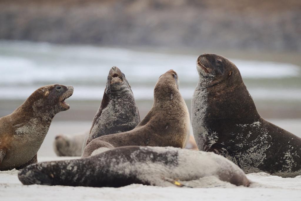 Clearwater Wildlife Tours