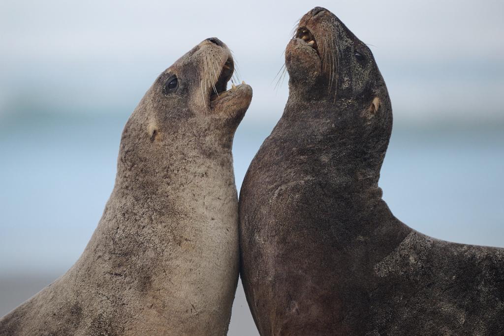 Clearwater Wildlife Tours