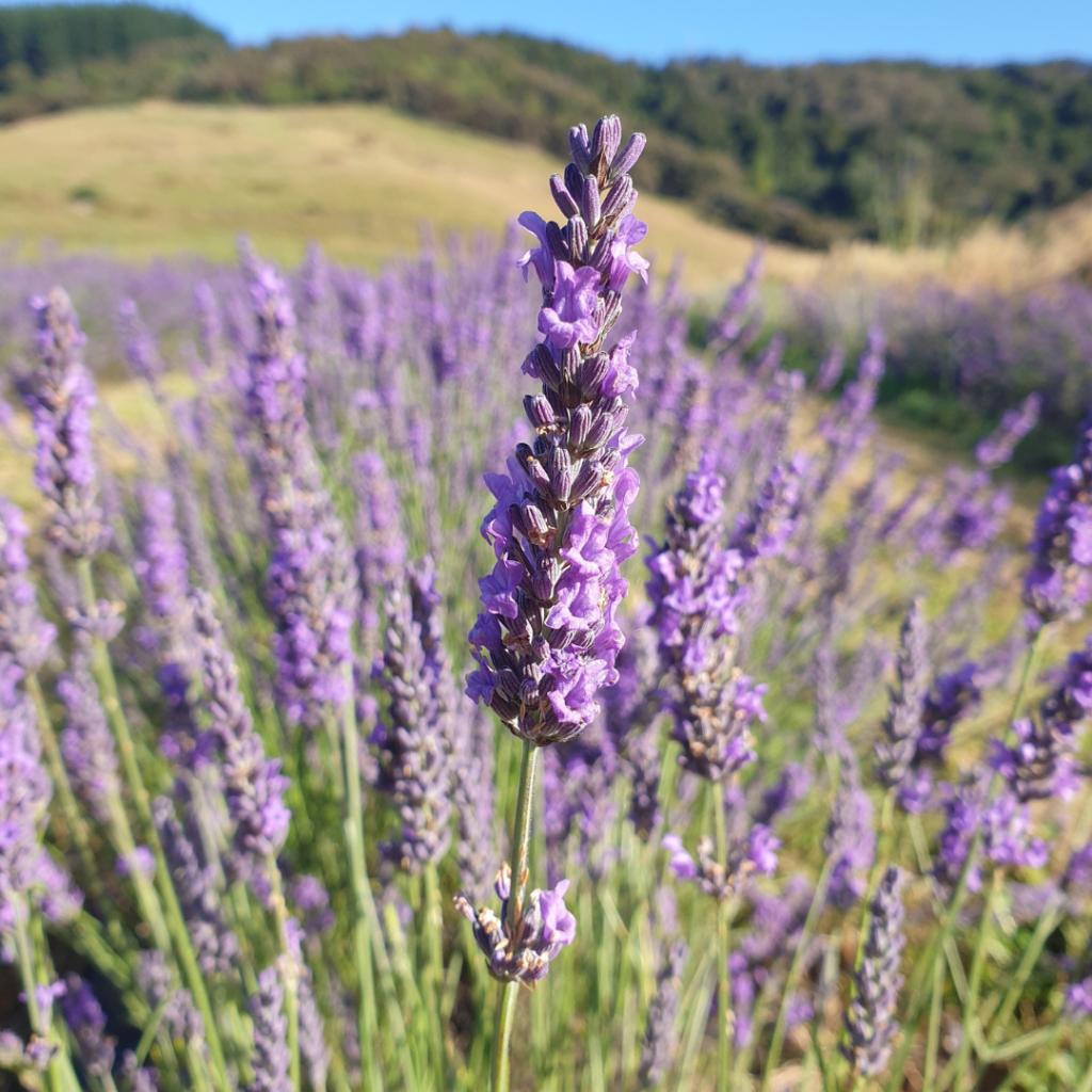 Lavender in bloom Lavender Row Farm