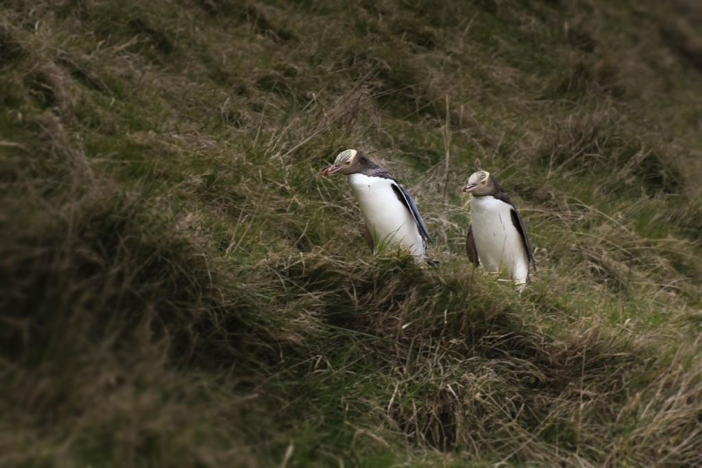 Yellow eyed penguins returning home from the ocean. Clearwater Wildlife Tours