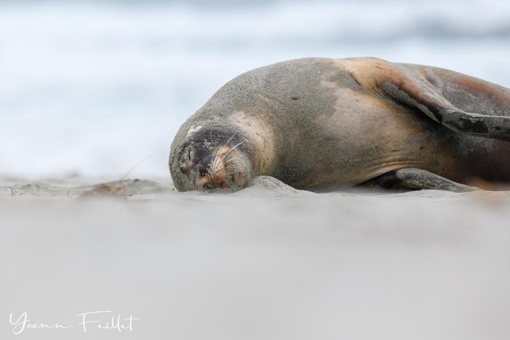 Sealion, Dunedin Peninsula Yoann Feillet