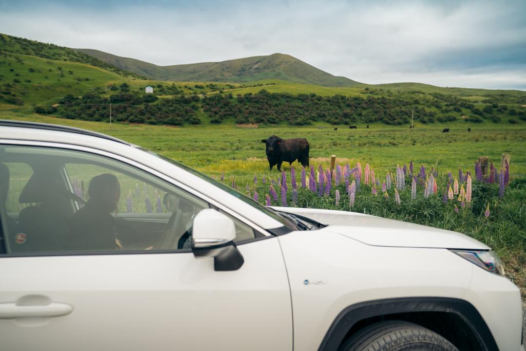 Ezi Car Rental