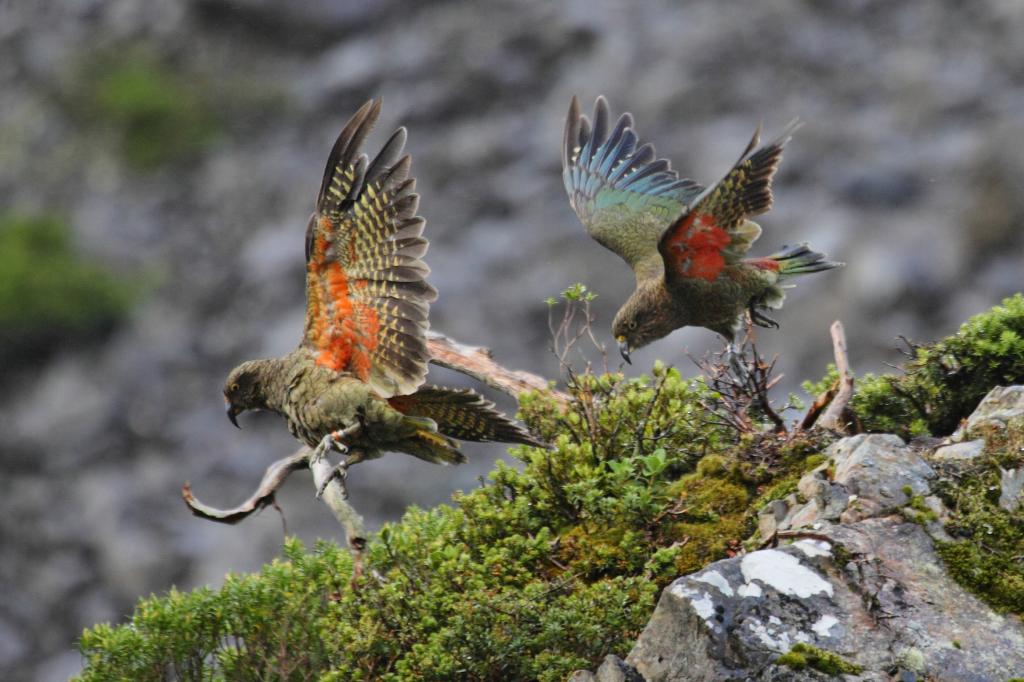 Nature Quest NZ