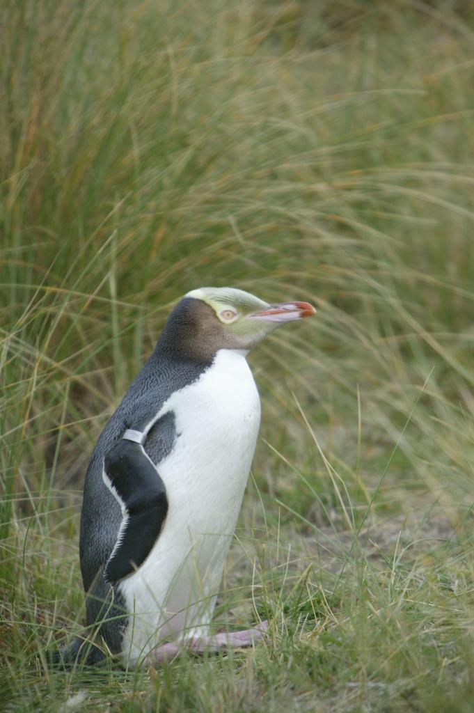 Awesome Tours NZ