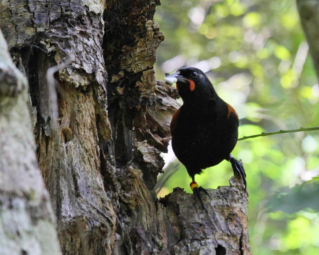 Nature Quest NZ